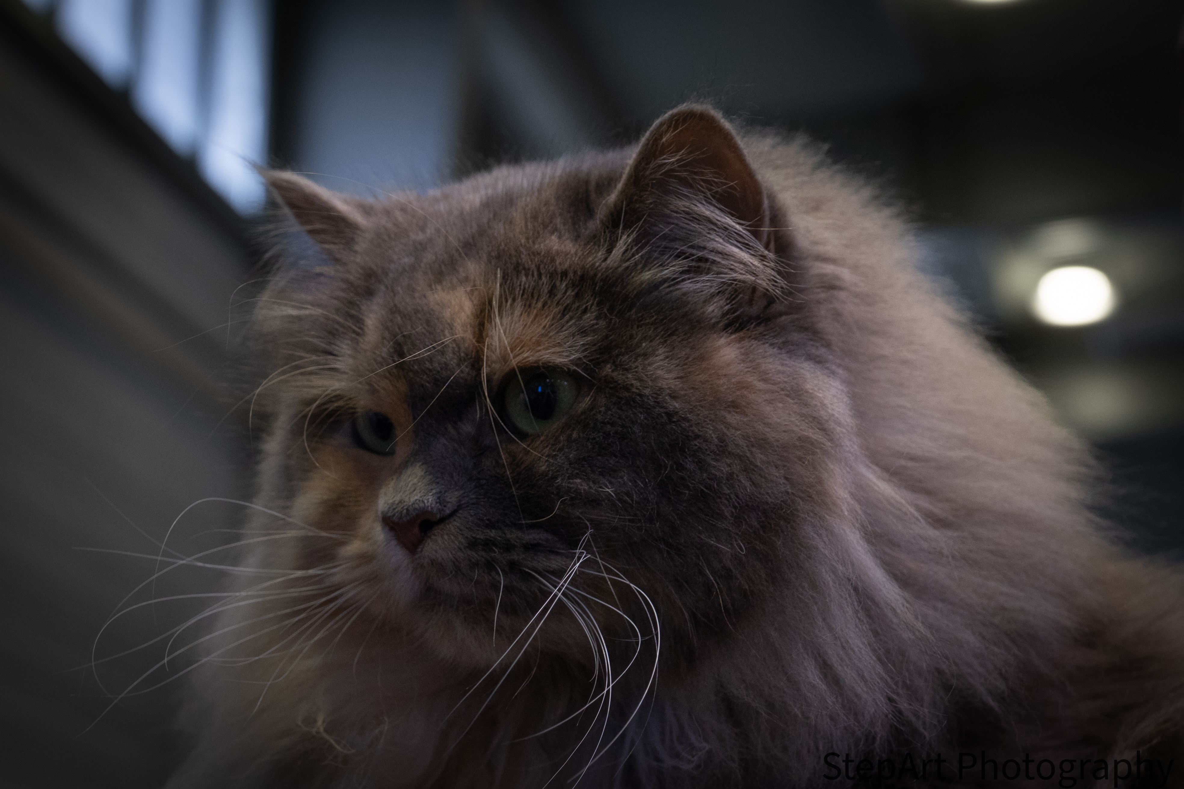 CH. Olive Unique Blue